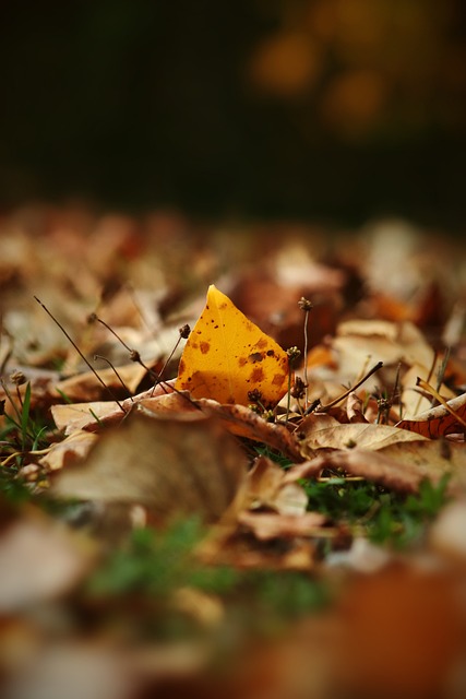 化的培养机 化的培养机